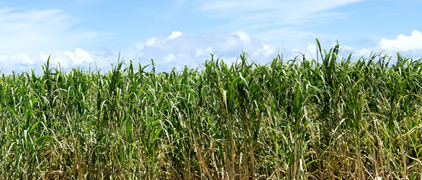 黒糖焼酎に含まれる成分