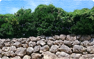 の歴史と文化が垣間見える黒糖焼酎